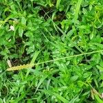 Setaria verticillata Habitus