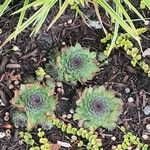 Sempervivum calcareum Leaf