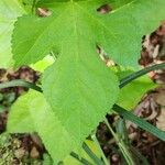 Morus rubra Leaf