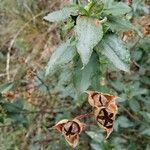 Cistus laurifolius Vrucht