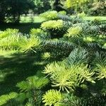 Abies cephalonica Folha