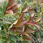 Photinia serratifoliaLeaf