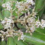 Ardisia densiflora Blomma