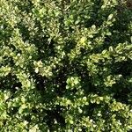 Ilex crenata অভ্যাস