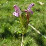 Pedicularis sylvatica Kukka