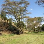 Vachellia xanthophloea आदत