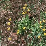 Ranunculus alismifolius Habit