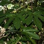 Acropogon sageniifolia Pokrój