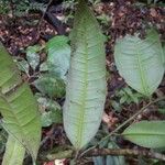 Heisteria cauliflora Leaf