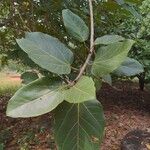 Ficus benghalensisBlad