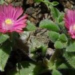 Delosperma brunnthaleri Leaf