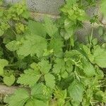 Geum macrophyllum Leaf