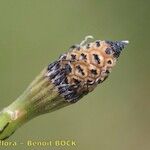 Equisetum × moorei Plod