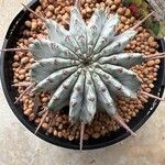 Euphorbia polygona Leaf