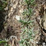 Lavandula pedunculata Blatt