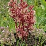 Orobanche alba Blüte