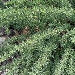 Adenocarpus hispanicus ᱥᱟᱠᱟᱢ