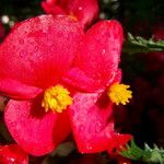 Begonia cucullata Blüte