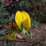 Crotalaria grahamiana 花