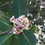 Rhus ovata Flower