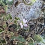 Geranium rotundifolium Flor