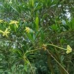 Brunfelsia densifolia Leht