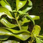 Phoradendron piperoides Foglia