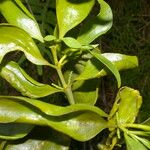 Phoradendron piperoides Leaf
