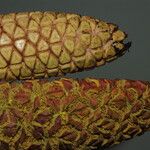 Sclerosperma mannii Frucht