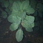 Cotinus coggygria Leaf