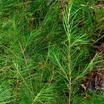 Hakea lissosperma