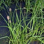 Carex vulpina Hábito