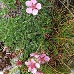 Potentilla nitidaKvet