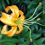 Lilium henryi Flower