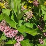 Asclepias sullivantii Листок