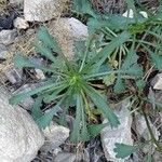 Leucanthemum gracilicaule Leaf