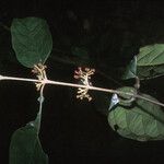 Siparuna cuspidata Flower