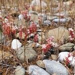 Sedum rubens Hábito