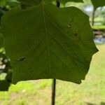 أنواع غير معروفةLeaf