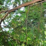 Taxus cuspidata Blatt