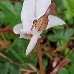 Cyclamen hederifolium 花