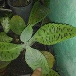Kalanchoe gastonis-bonnieri Ліст