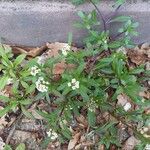 Lobularia maritima Yeri
