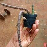 Euphorbia platyclada Hoja