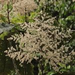Monosis conferta Flor