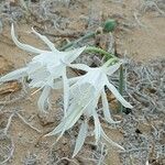 Pancratium maritimum Květ