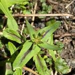 Collinsia verna Leaf