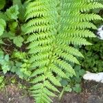 Dryopteris filix-mas Feuille