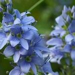 Veronica prostrata Blüte