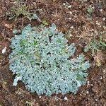 Artemisia pedemontana Habit